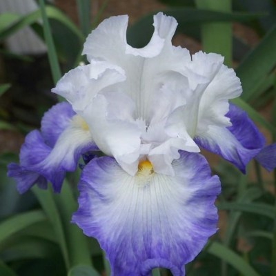 Alizés (Cayeux, 1991)